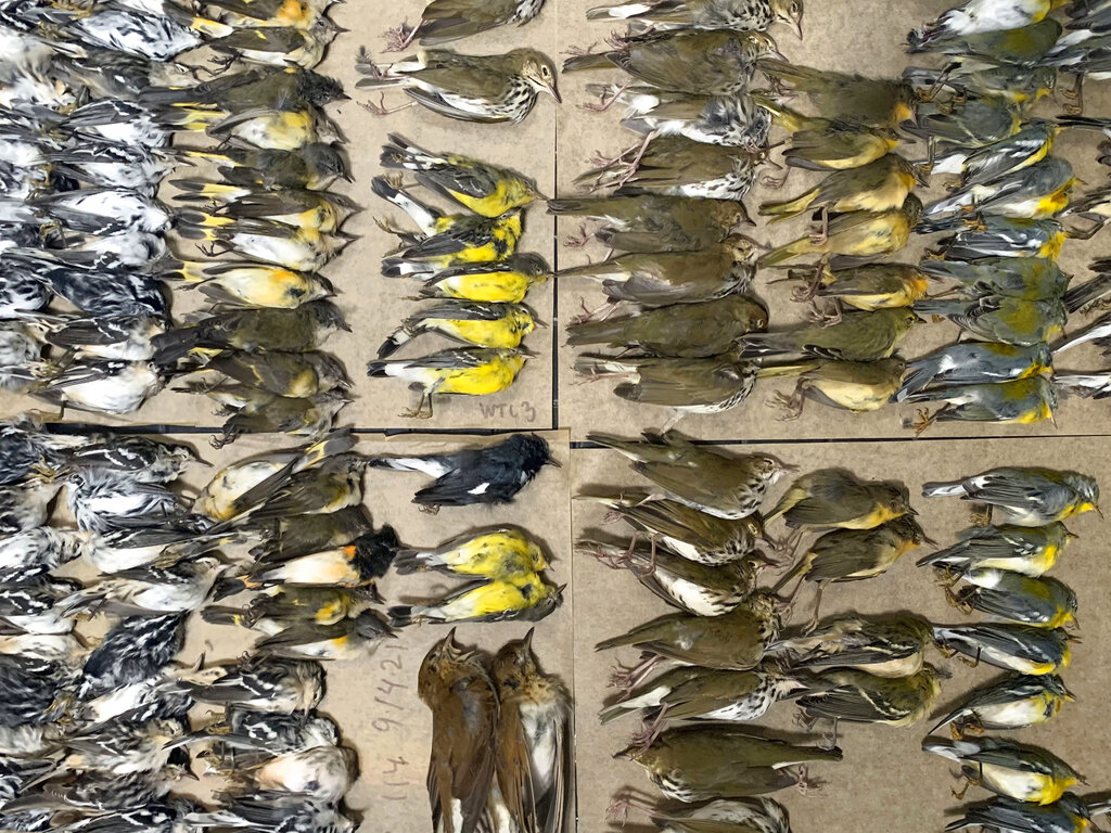Cientos de pájaros caen sobre rascacielos de Nueva York