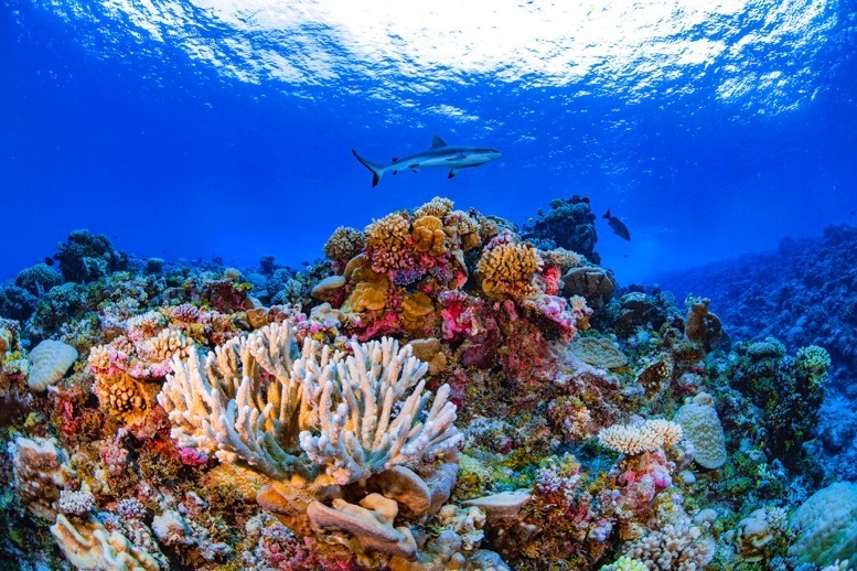 Completan un mapa completo de los arrecifes de coral del mundo. Completan un mapa completo de los arrecifes de coral del mundo.