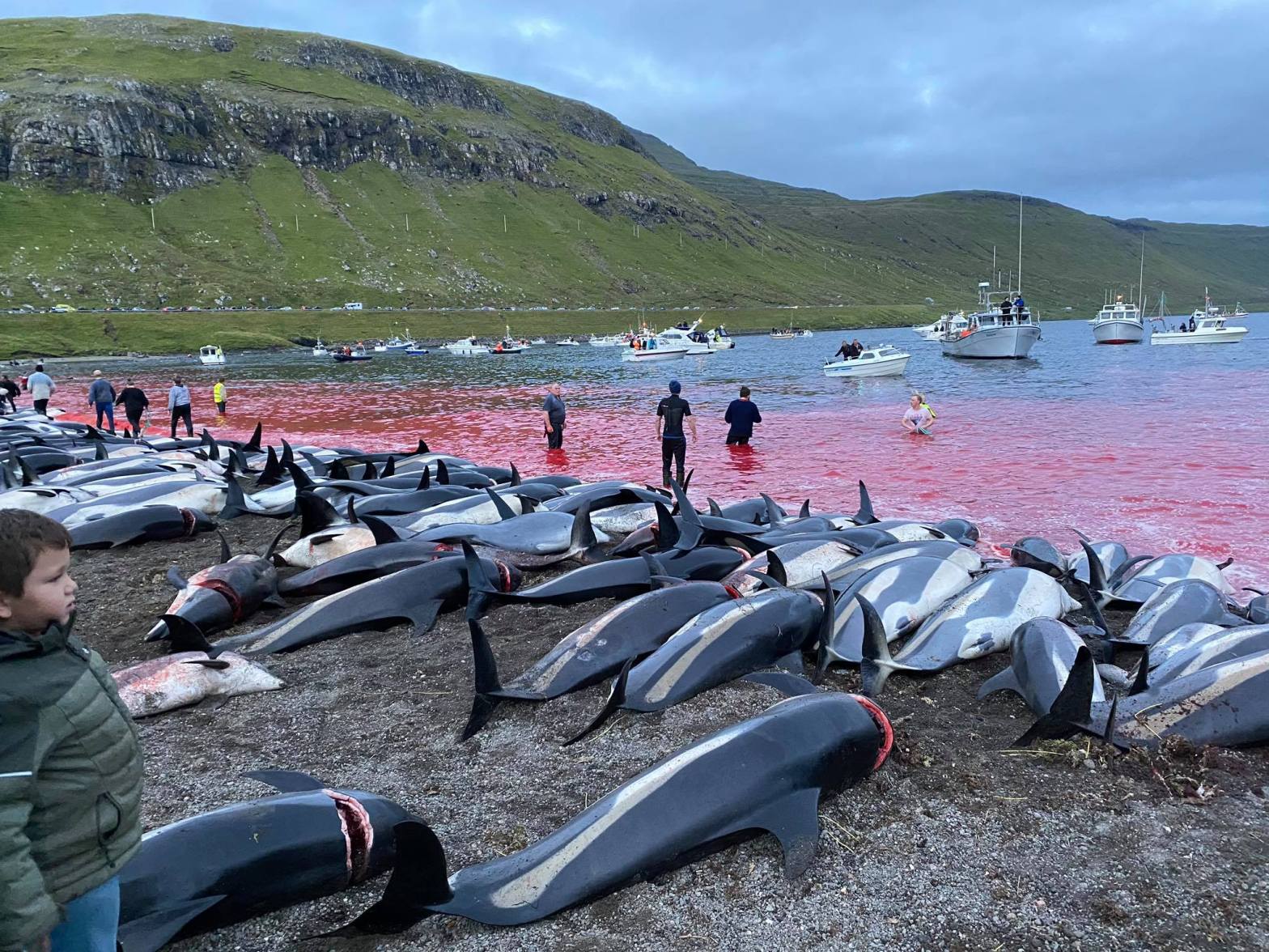 La matanza de delfines en las Islas Feroe provoca rechazo; señalan que violó varias leyes La matanza de delfines en las Islas Feroe provoca rechazo; señalan que violó varias leyes