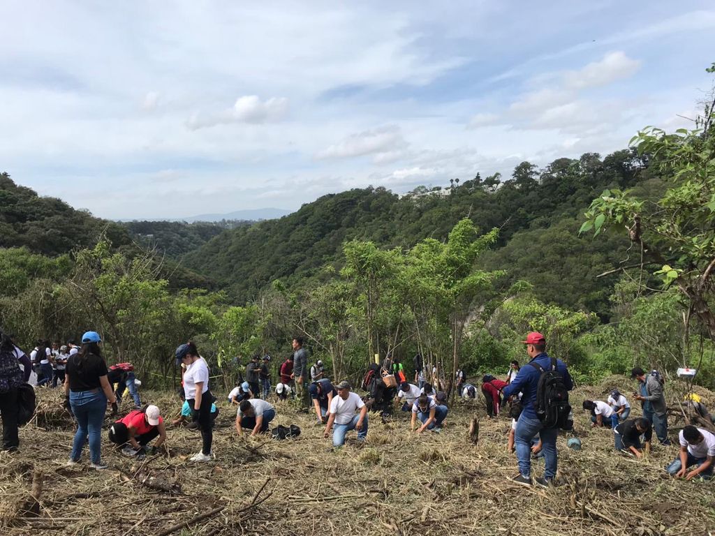 Organización informa 500 mil árboles plantados para reforestación en el país