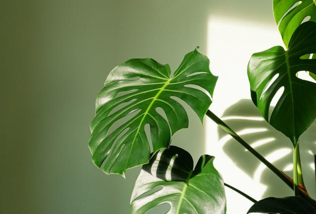 cuando las plantas se encendieron en el encierro